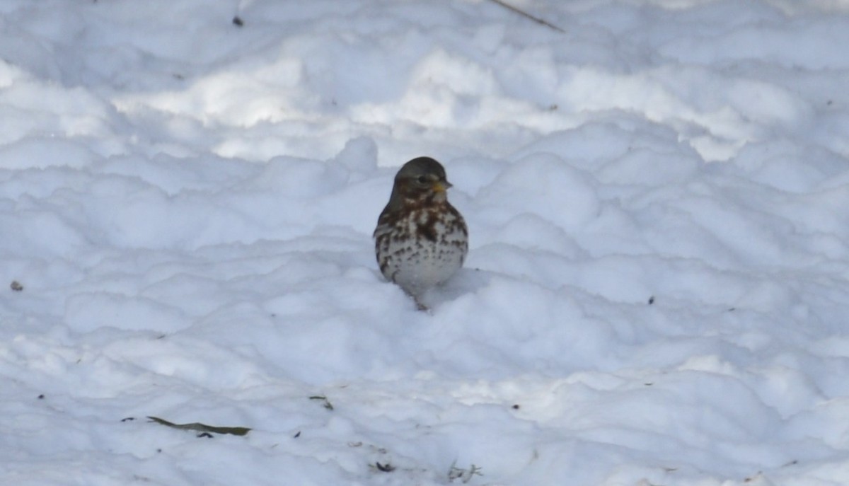 Fox Sparrow - ML646404653
