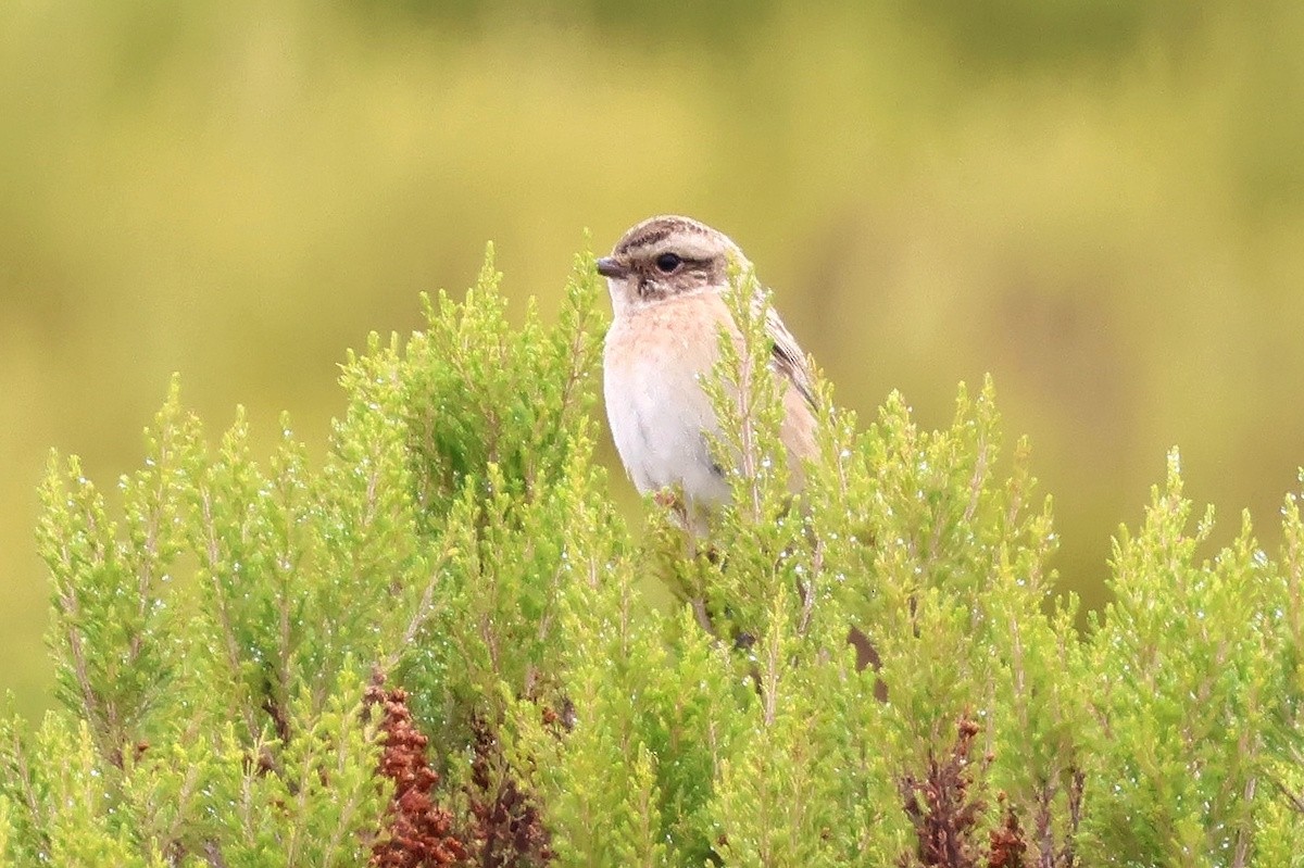 Stiaccino - ML646404654