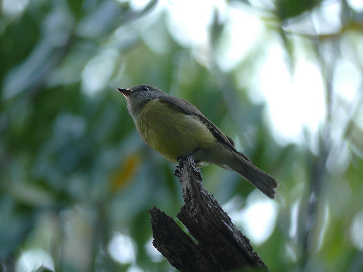 Lemon-bellied Flyrobin - ML646404655