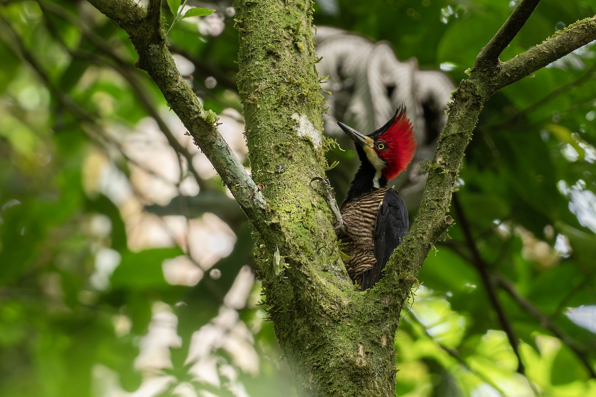 Crimson-crested Woodpecker - ML646404658
