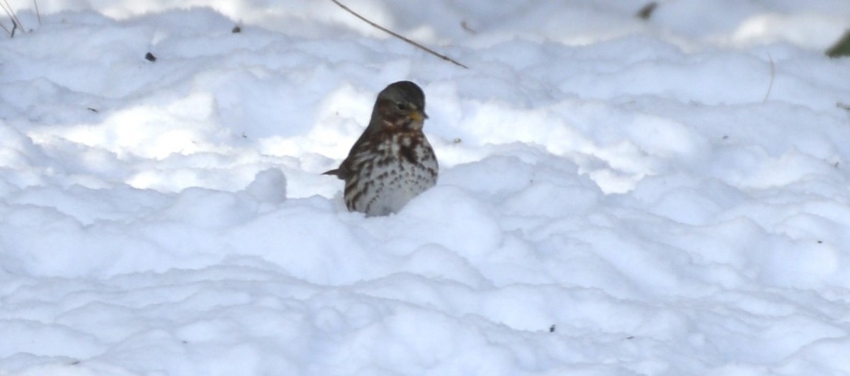 Fox Sparrow - ML646404661