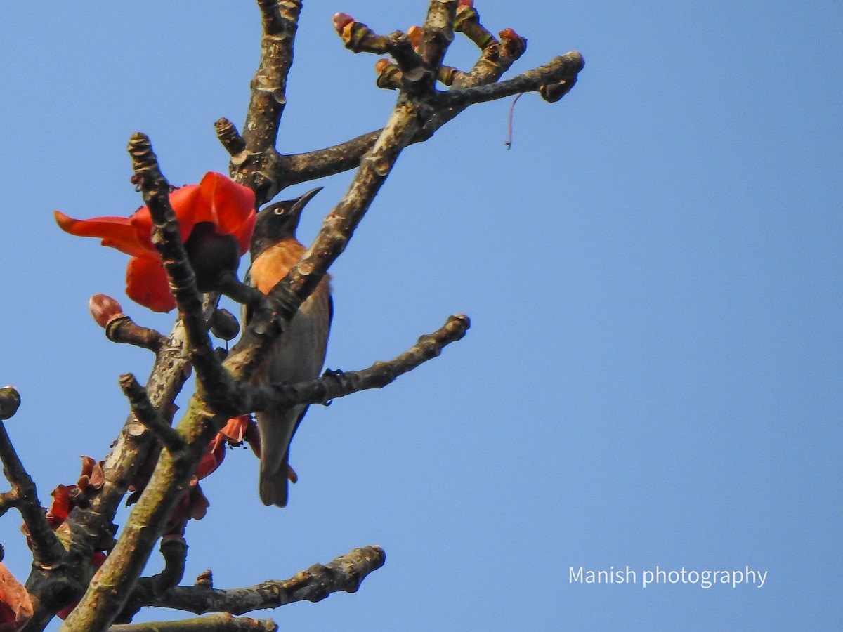 Choucador à ailes tachetées - ML646404664