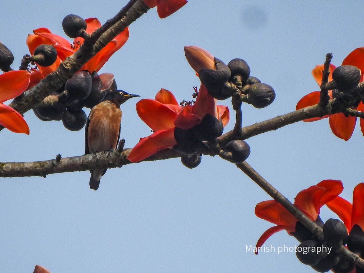 Choucador à ailes tachetées - ML646404665
