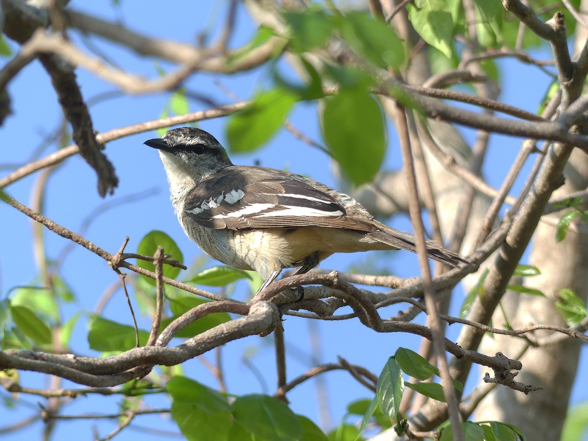 Varied Triller - ML646404666