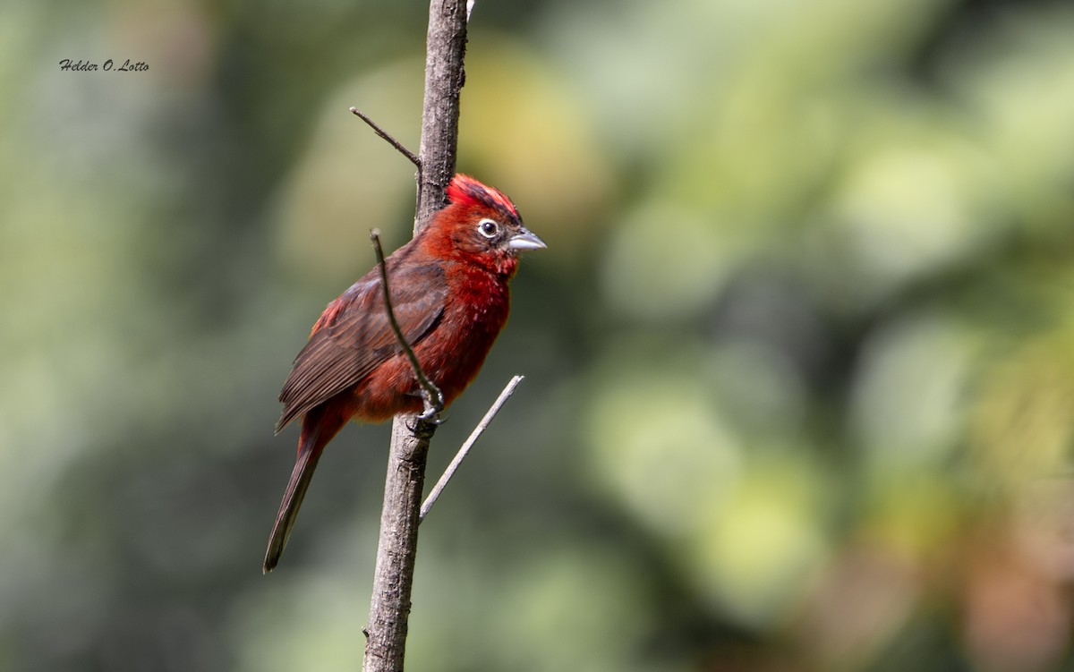 Red-crested Finch - ML646404668