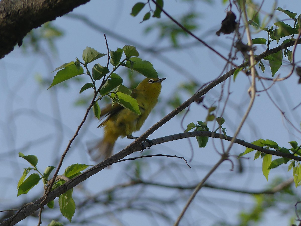 Australian Yellow White-eye - ML646404673