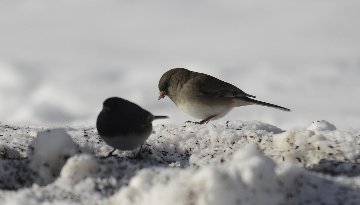 Dark-eyed Junco - ML646404675