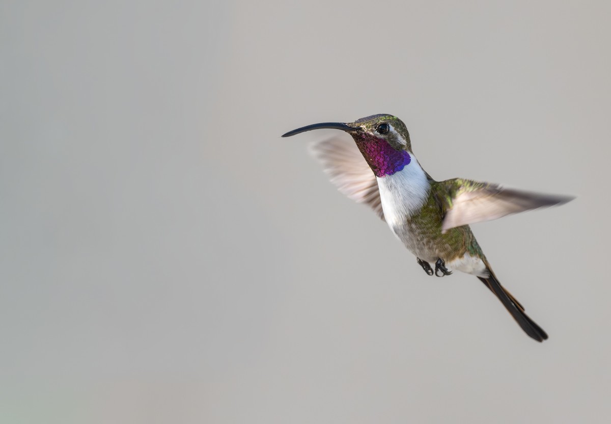 kalypta nůžkoocasá - ML646404676