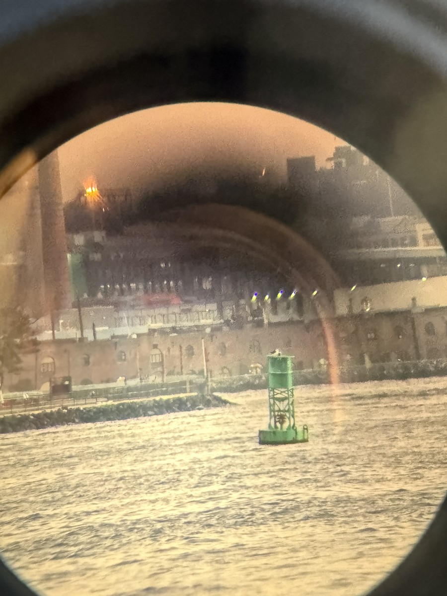 Great Black-backed Gull - ML646404681