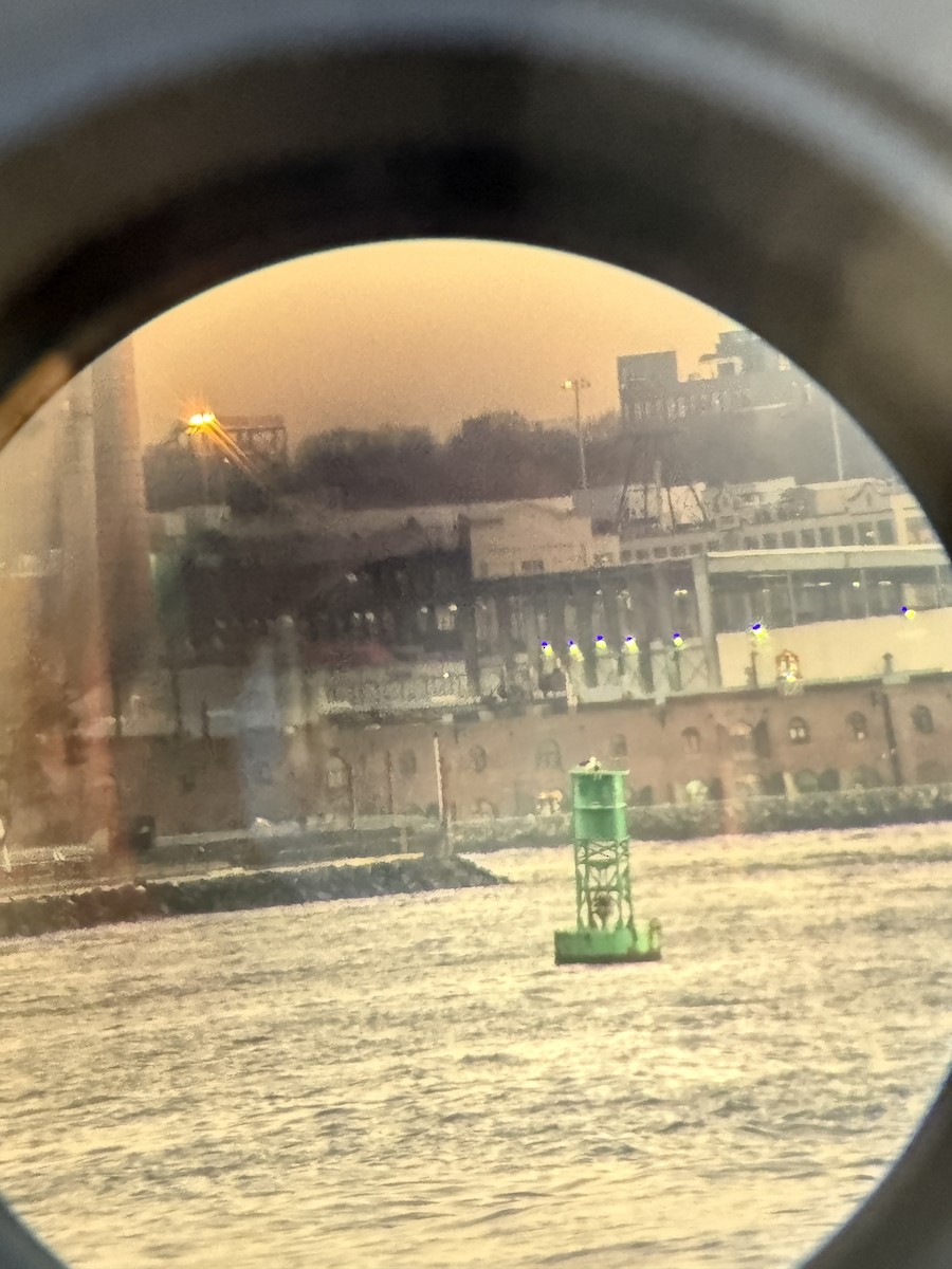 Great Black-backed Gull - ML646404682