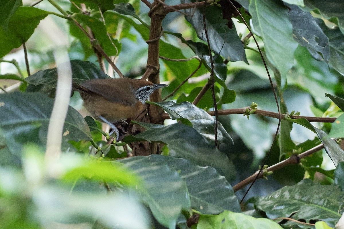 Rufous-breasted Wren - ML646404683