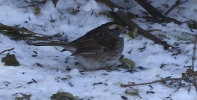 White-throated Sparrow - ML646404686