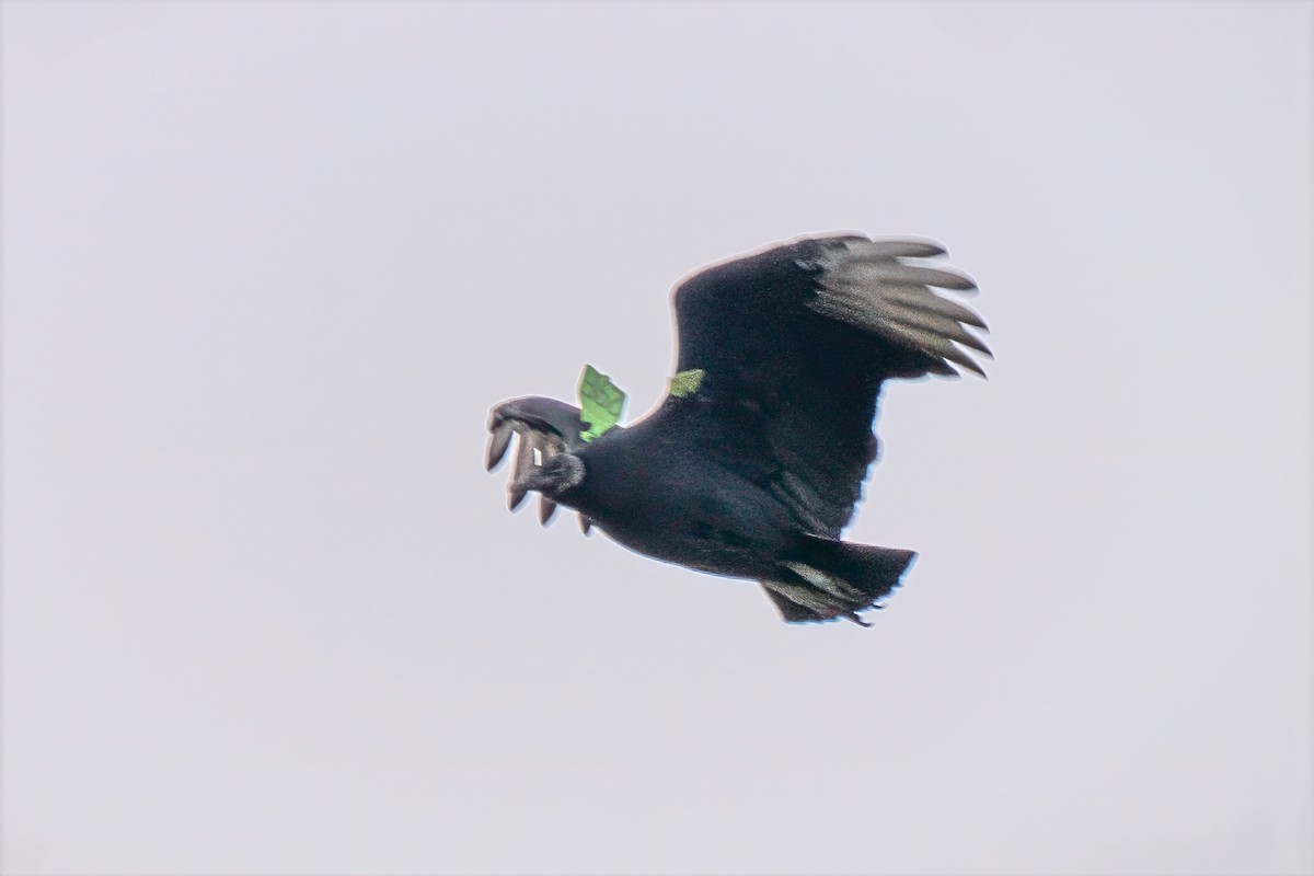 Black Vulture - ML646404687