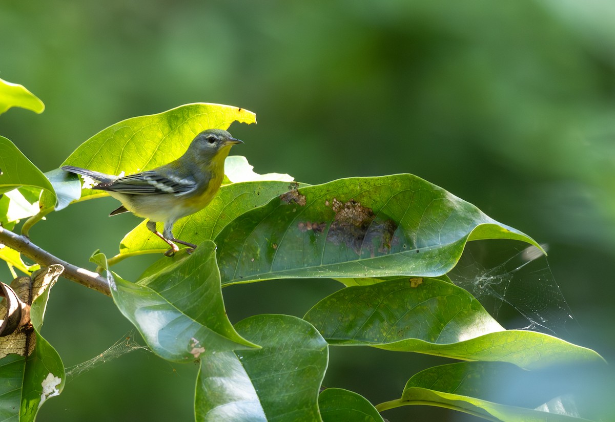lesňáček lišejníkový - ML646404690