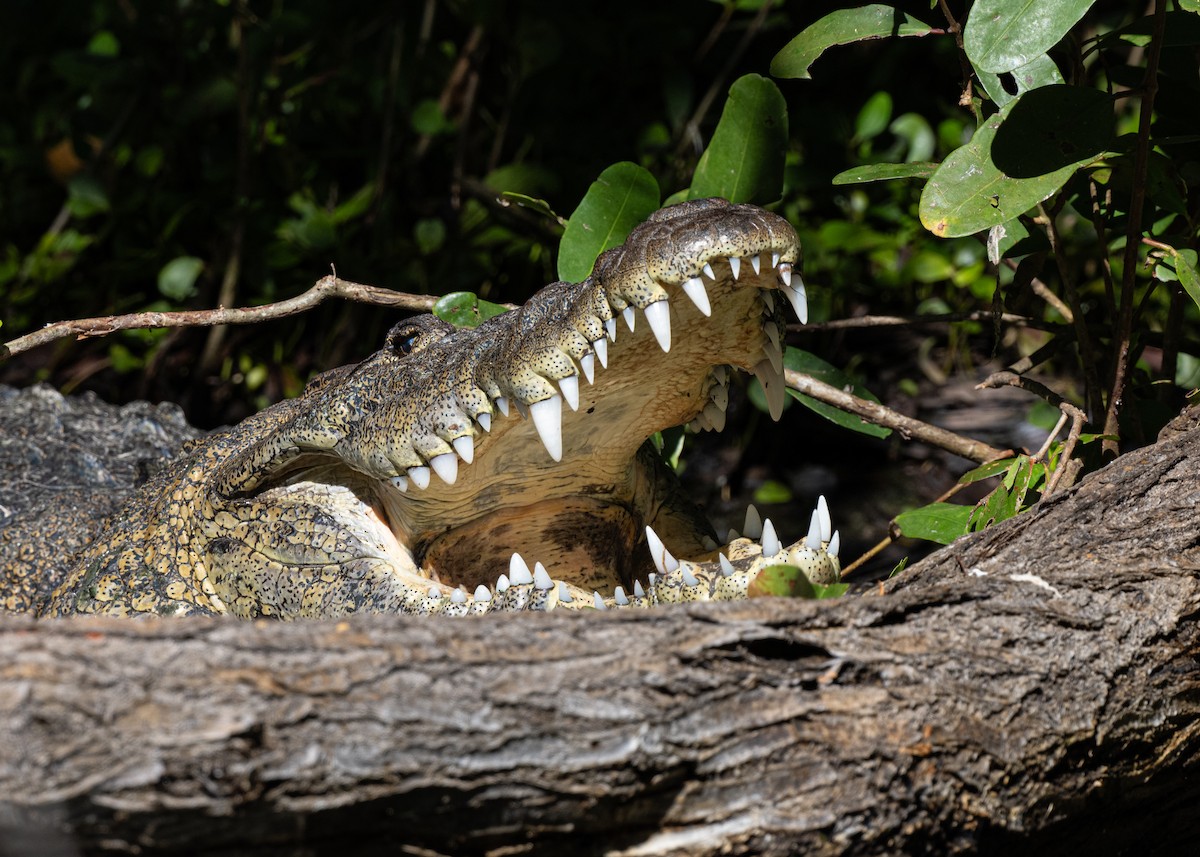 Morelet's Crocodile - ML646404692