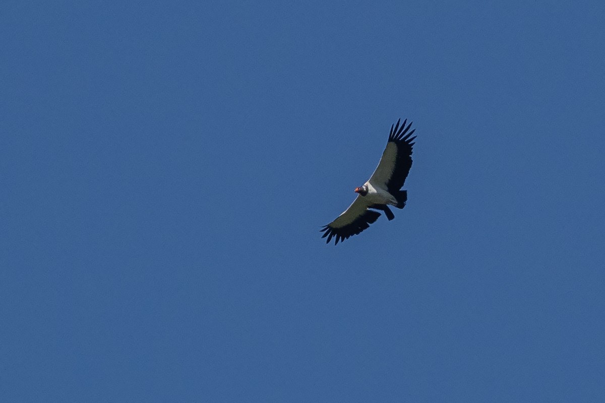 King Vulture - ML646404693