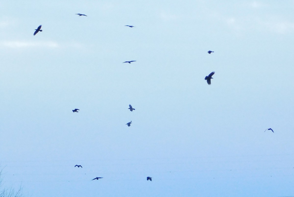 Хон хэрээ - ML646404699