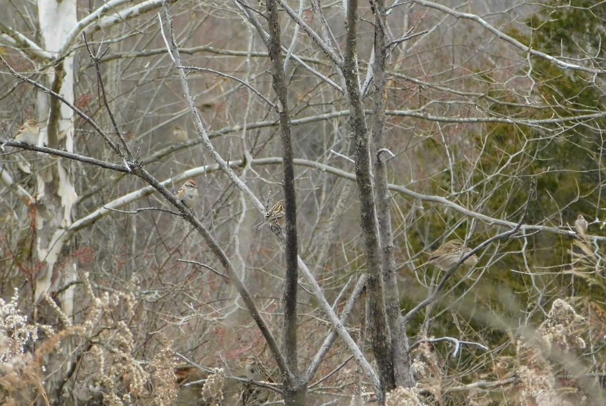 American Tree Sparrow - ML646404701