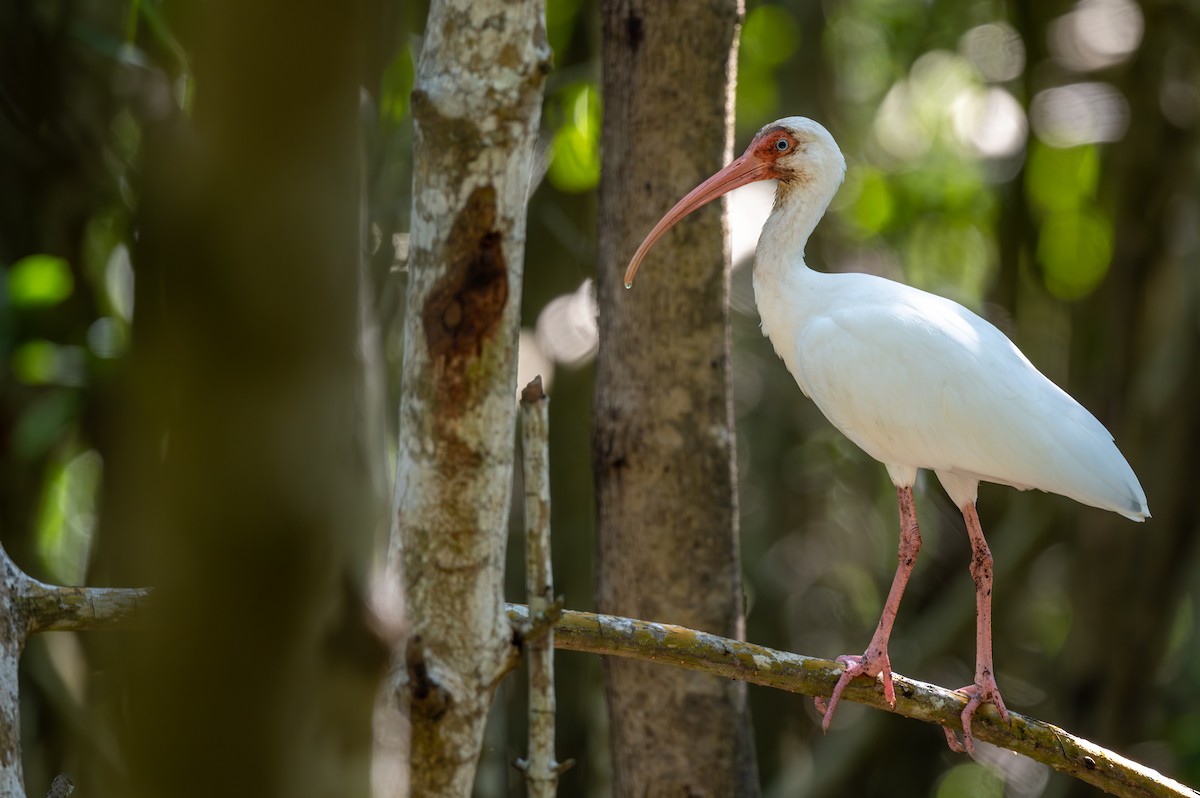 ibis bílý - ML646404705
