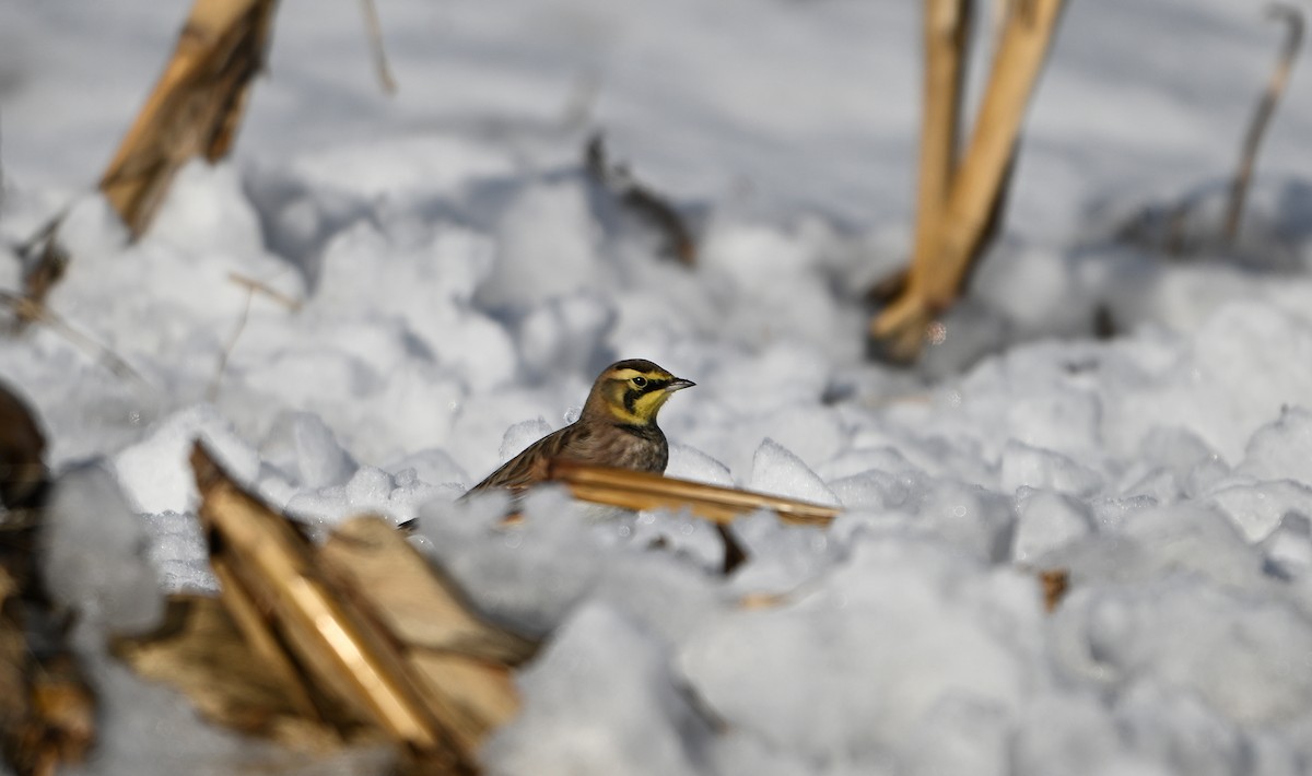 Horned Lark - ML646404706