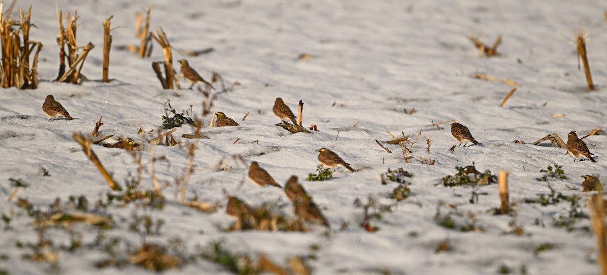 Horned Lark - ML646404707