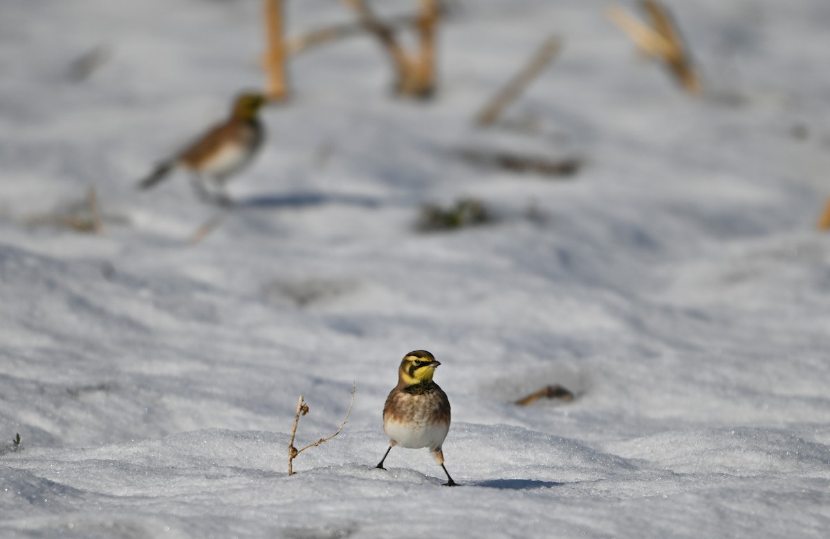 Horned Lark - ML646404709