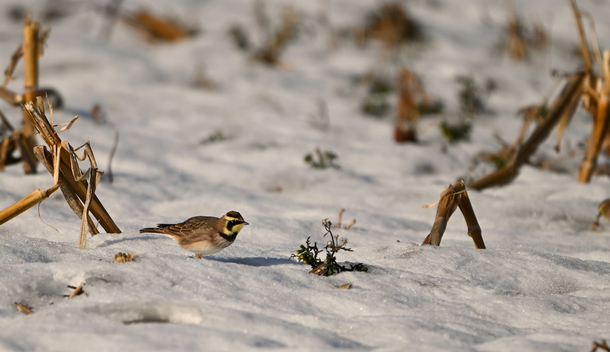 Horned Lark - ML646404710