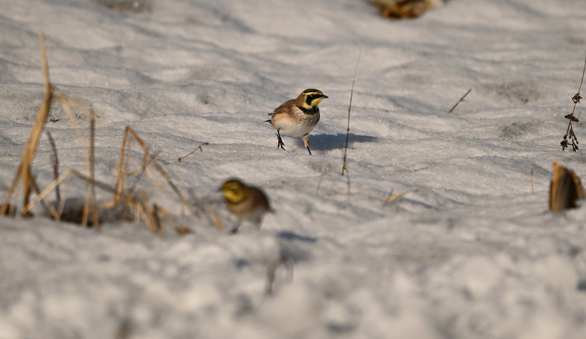 Horned Lark - ML646404711