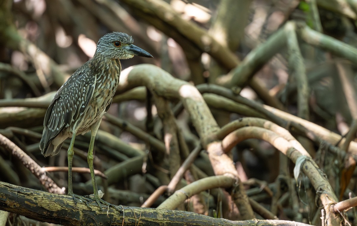 kvakoš žlutočelý - ML646404712