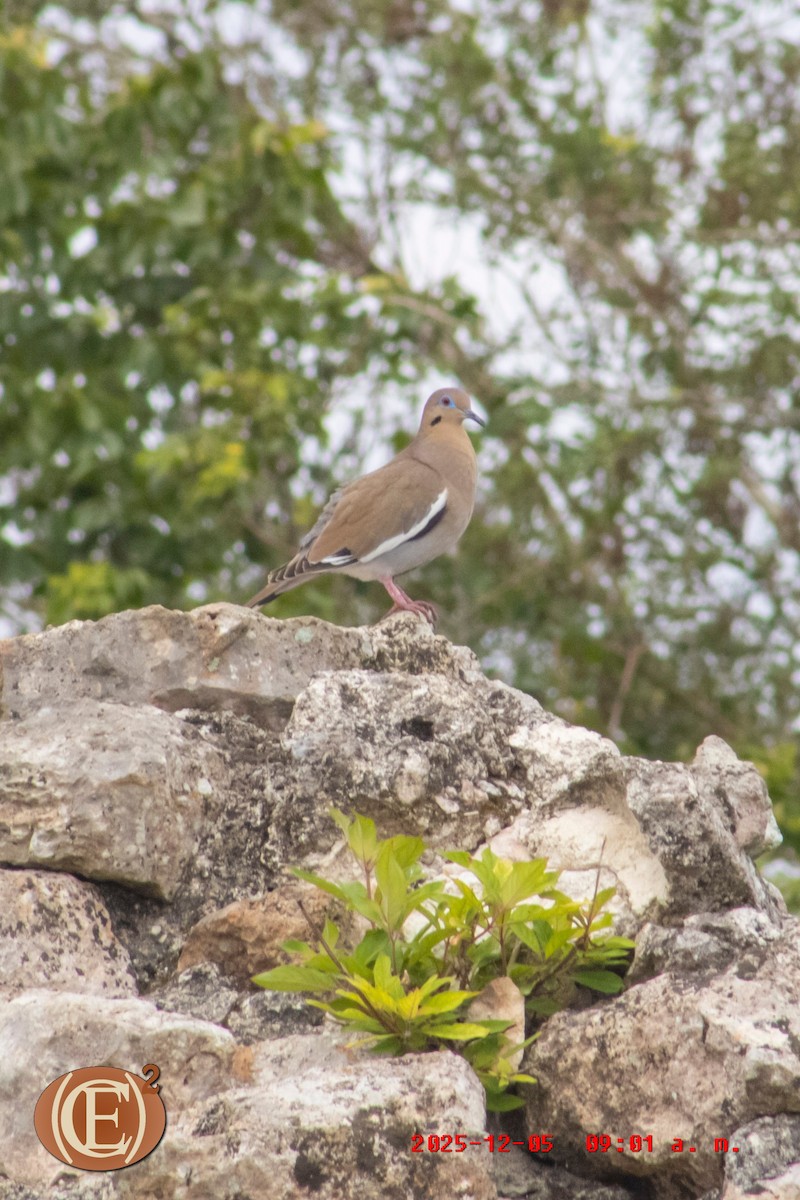 White-winged Dove - ML646404713