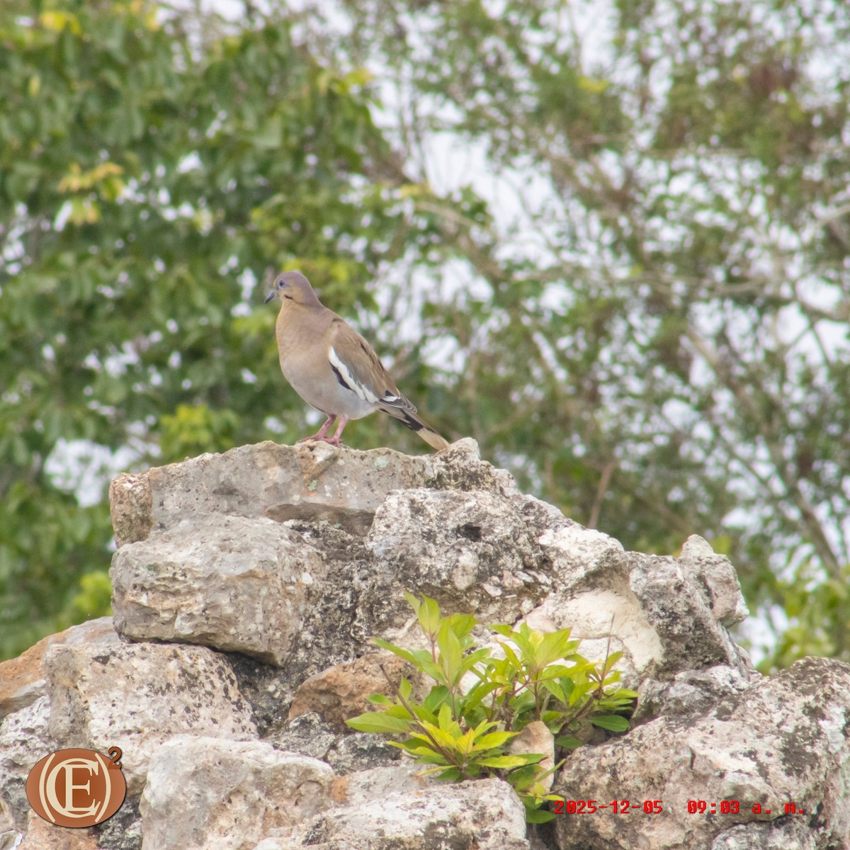 White-winged Dove - ML646404714