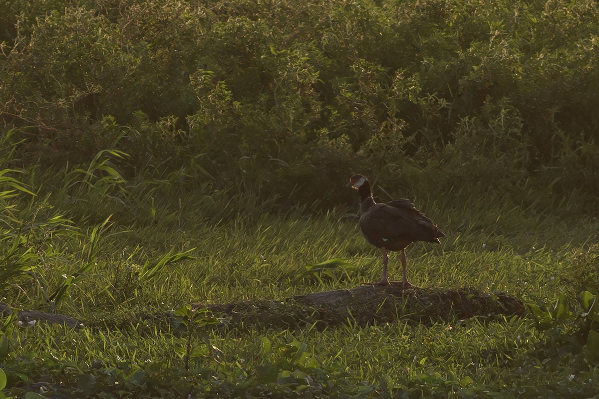 Northern Screamer - ML646404715