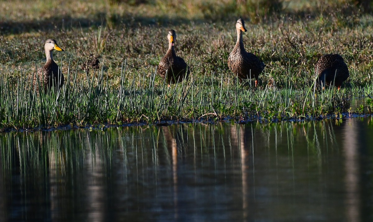 Mottled Duck - ML646404716