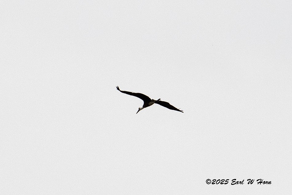 African Woolly-necked Stork - ML646404717