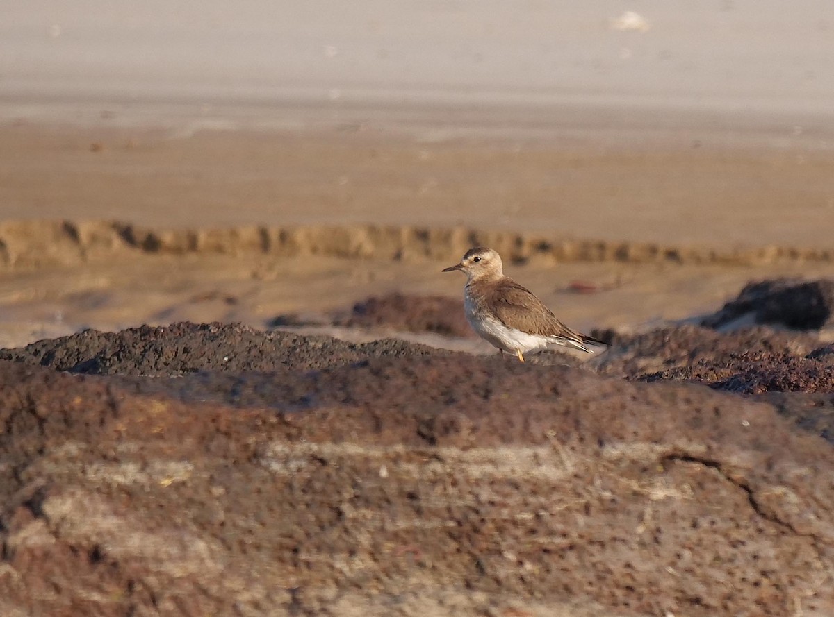 Дорнын хиазат - ML646404718