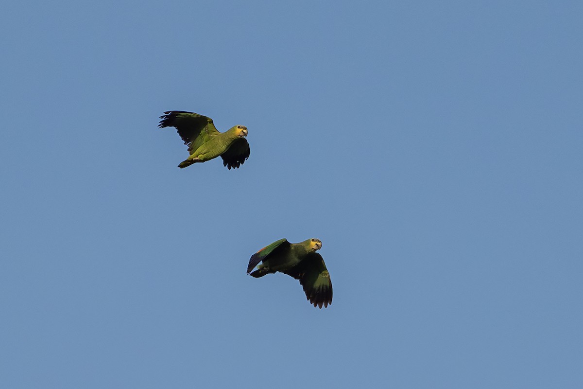 Orange-winged Amazon - ML646404719