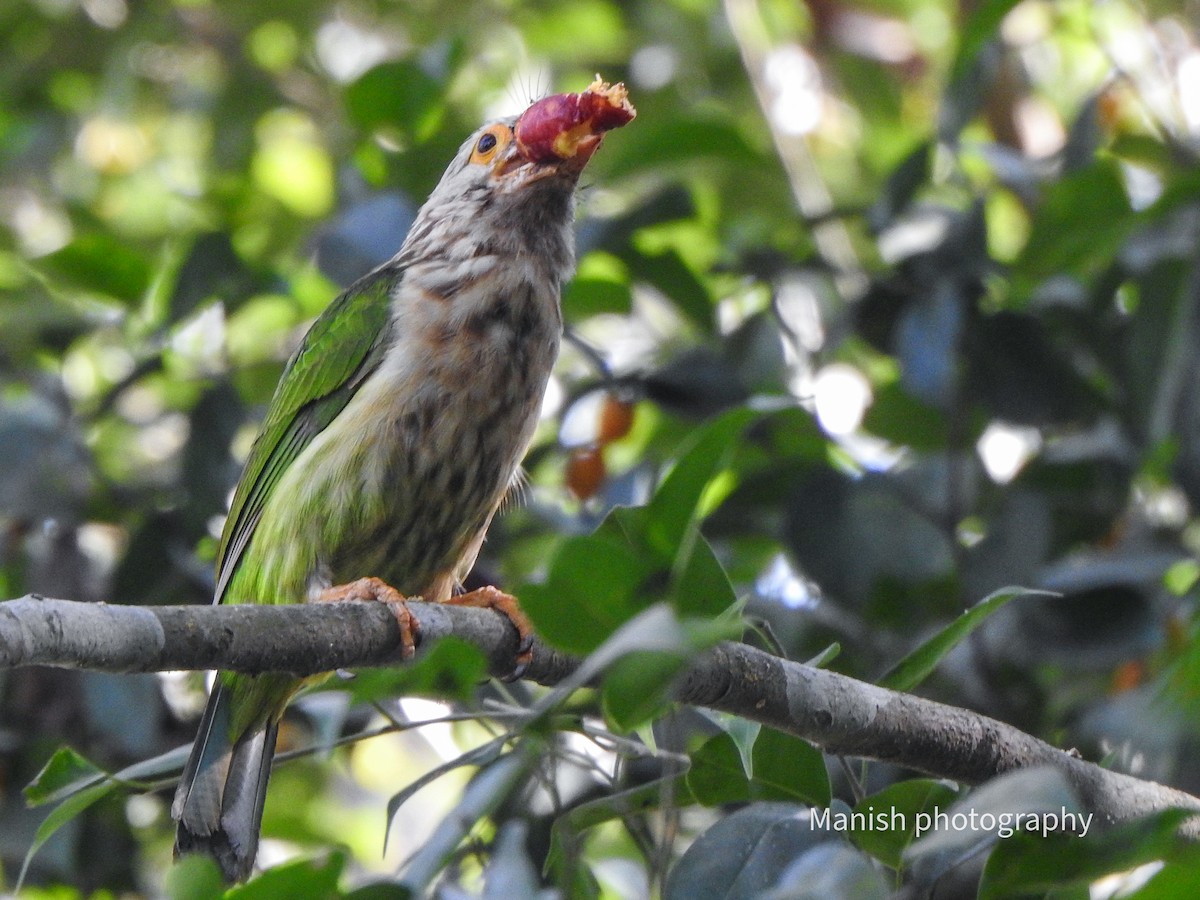 Barbu rayé - ML646404720