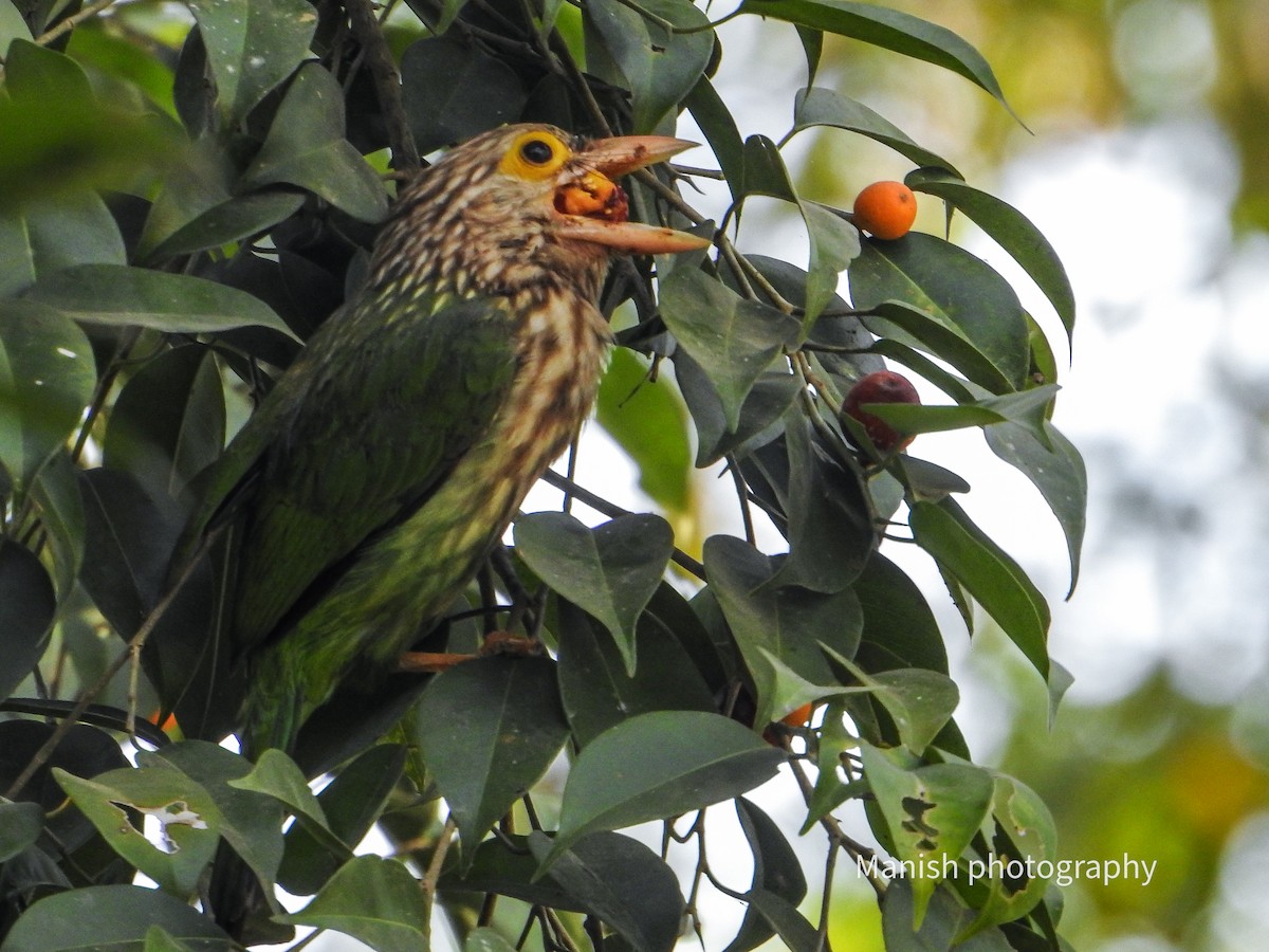 Barbu rayé - ML646404721