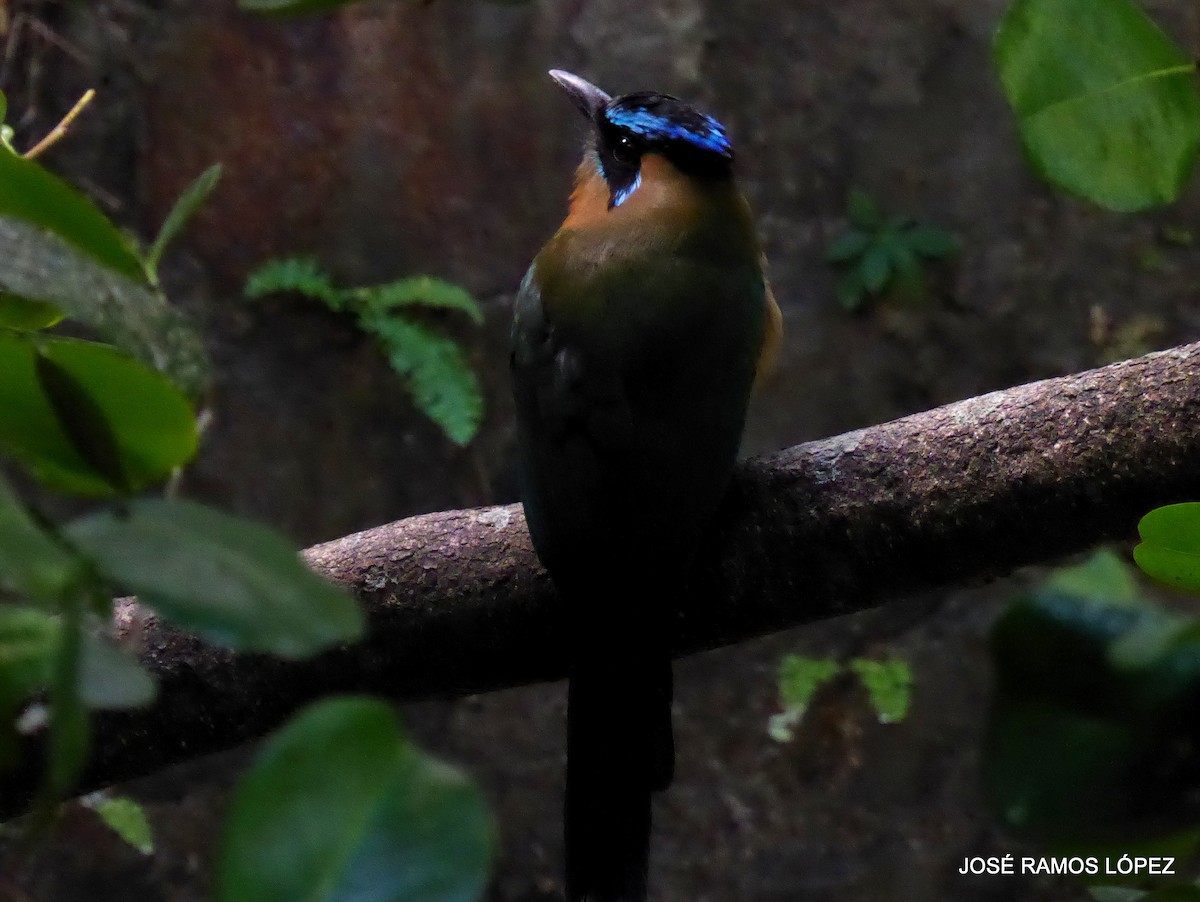 Lesson's Motmot - ML646404722