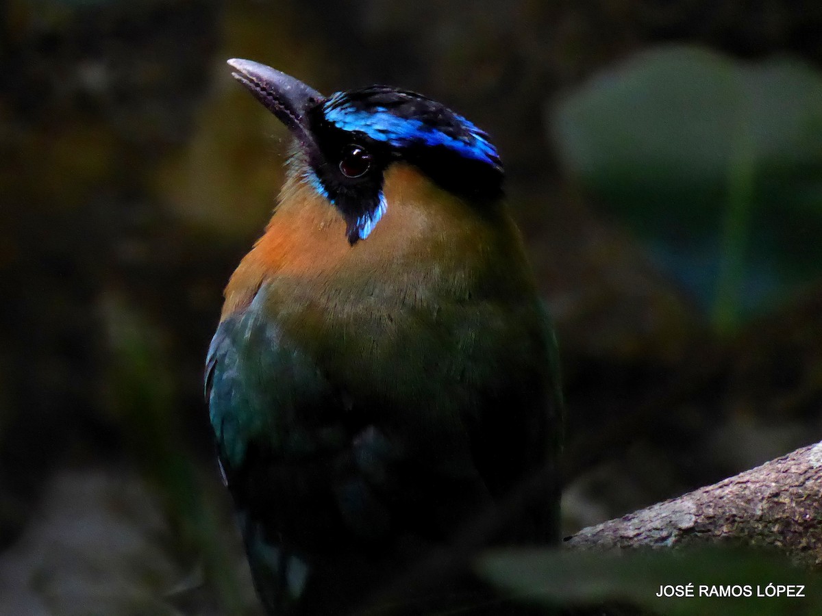 Lesson's Motmot - ML646404723