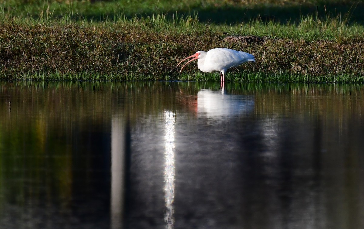 White Ibis - ML646404725