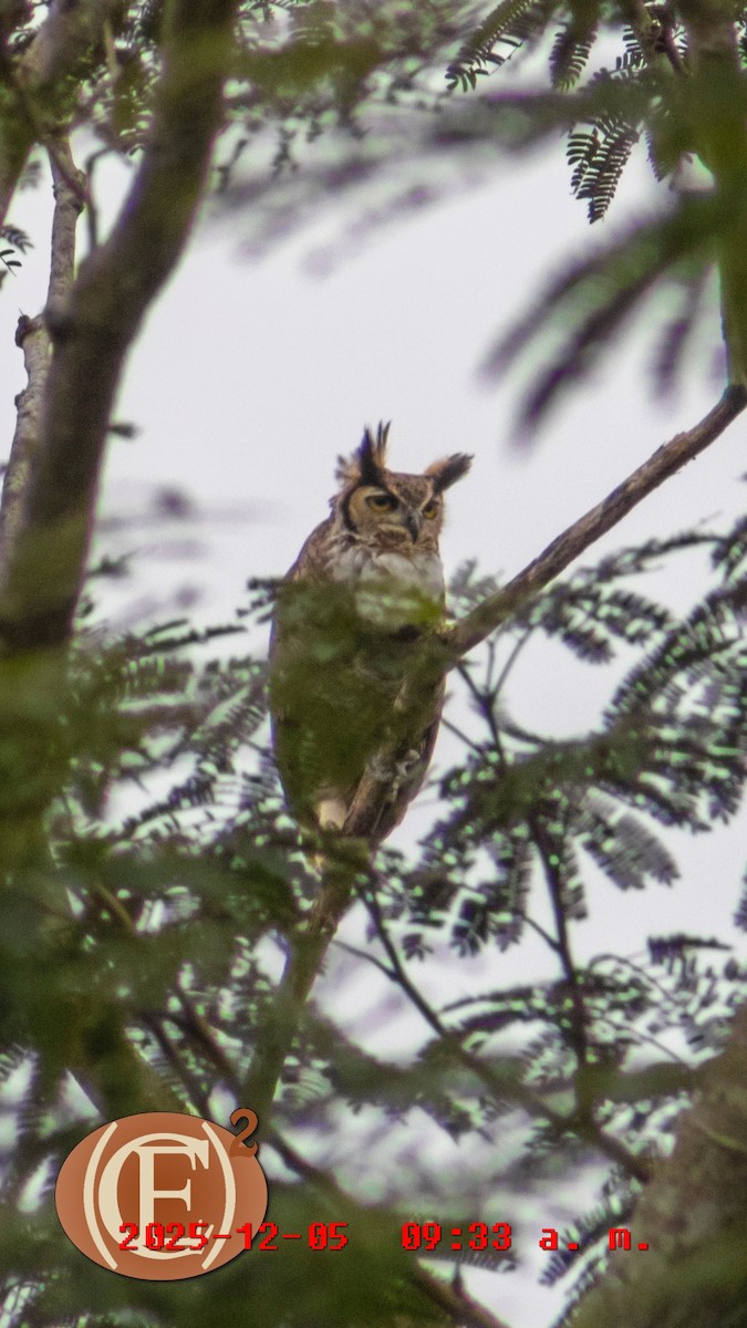 Great Horned Owl - ML646404726