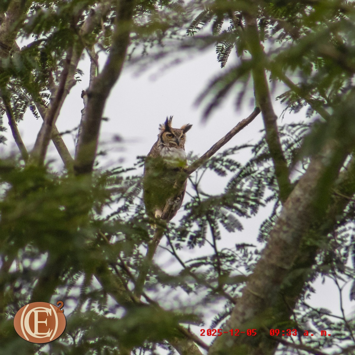 Great Horned Owl - ML646404727