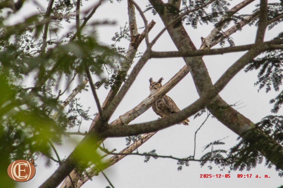 Great Horned Owl - ML646404728