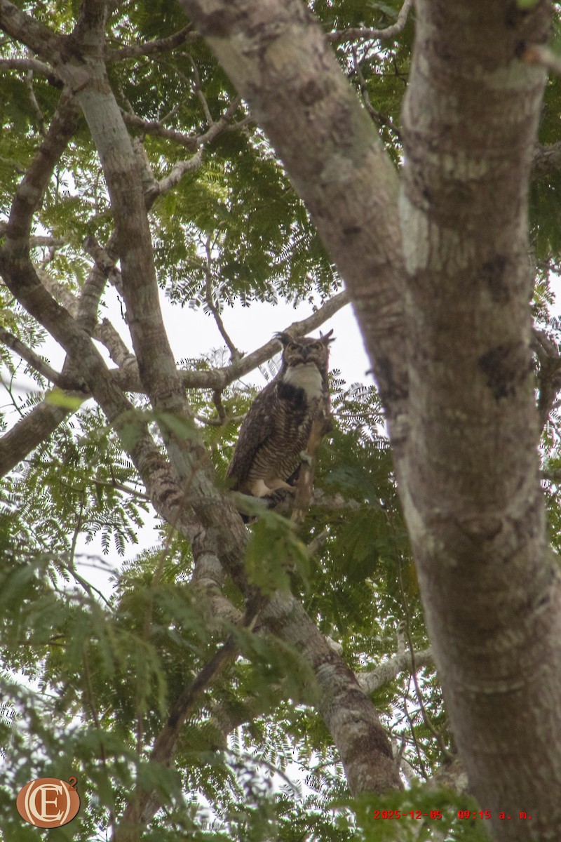 Great Horned Owl - ML646404729