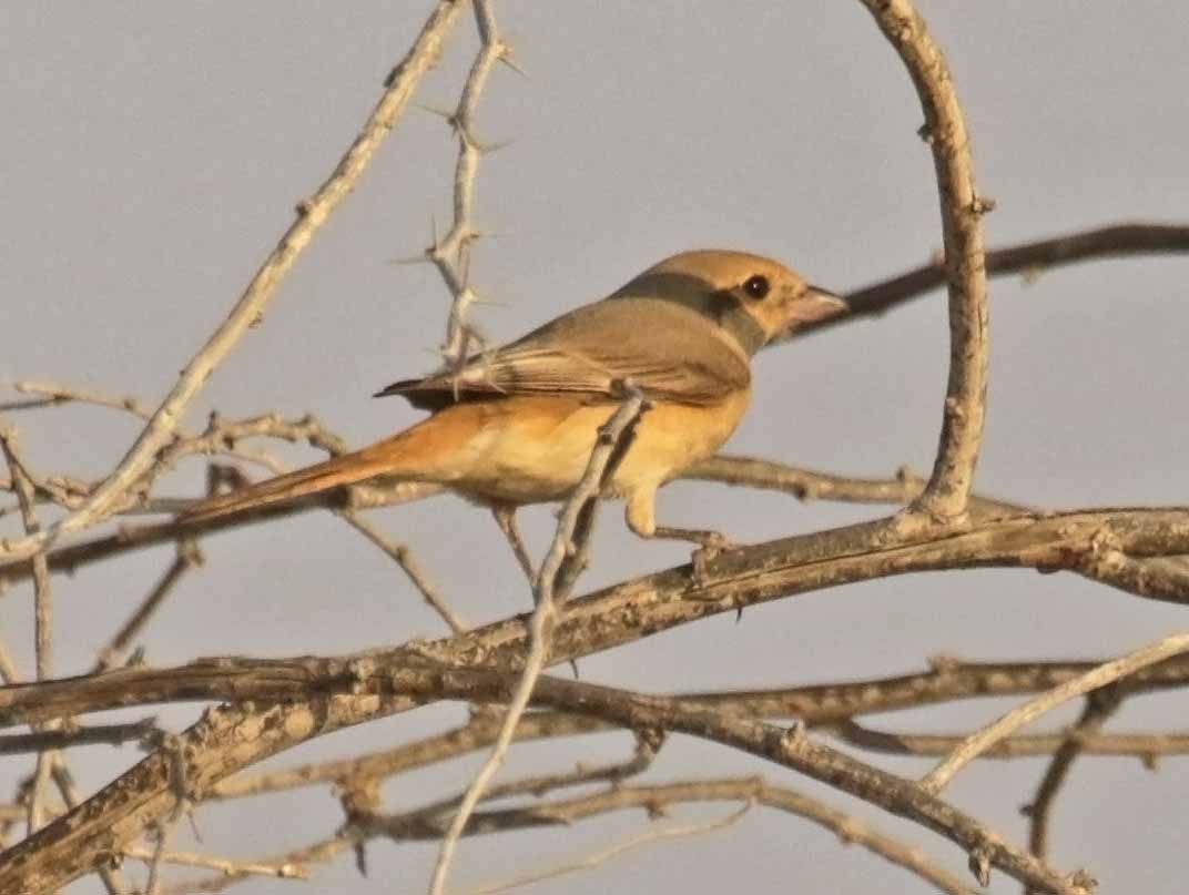 Isabellwürger - ML646404734