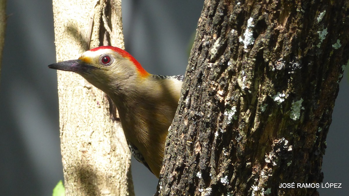Golden-fronted Woodpecker - ML646404735