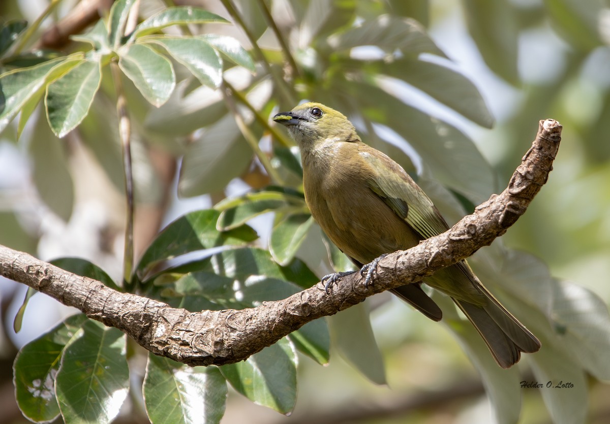 Palm Tanager - ML646404736