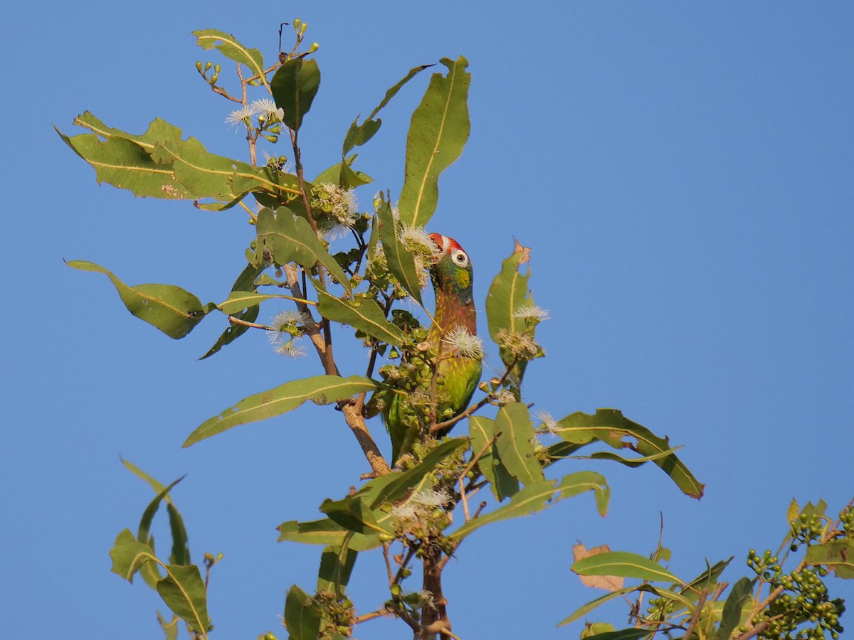 Varied Lorikeet - ML646404738
