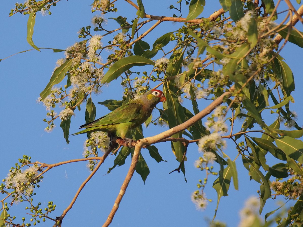 Varied Lorikeet - ML646404739